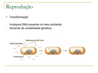 Reprodução Transformação: Incorpora DNA presente no meio ambiente; Aumento da variabilidade genética. 