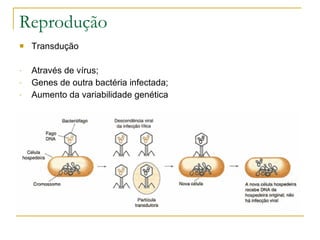 Reprodução Transdução Através de vírus; Genes de outra bactéria infectada; Aumento da variabilidade genética 