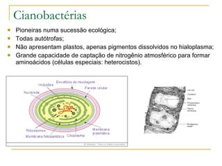 Cianobactérias Pioneiras numa sucessão ecológica; Todas autótrofas; Não apresentam plastos, apenas pigmentos dissolvidos no hialoplasma; Grande capacidade de captação de nitrogênio atmosférico para formar aminoácidos (células especiais: heterocistos). 