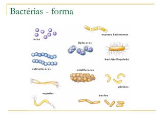 Bactérias - forma 