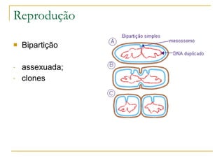 Reprodução Bipartição assexuada; clones 