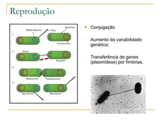 Reprodução Conjugação Aumento da variabilidade genética; Transferência de genes (plasmídeos) por fímbrias. 