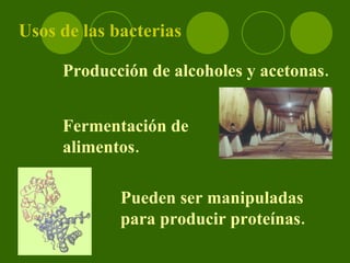 Usos de las bacterias Producción de alcoholes y acetonas. Fermentación de alimentos. Pueden ser manipuladas para producir proteínas.