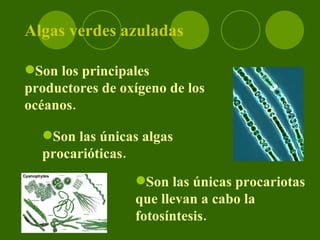 Algas verdes azuladas Son las únicas algas procarióticas. Son las únicas procariotas que llevan a cabo la fotosíntesis. Son los principales productores de oxígeno de los océanos.