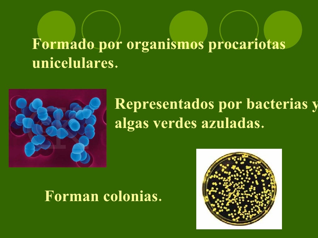 Cite Características Dos Organismos Do Reino Monera