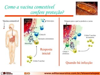 Como a vacina comestível
             confere proteção?
                    Antígeno
Vacina comestível   da vacina
                                                    Anticorpos      Patógeno para o qual se produziu a vacina


                            Célula M



                                         Célula B                                                Célula T auxiliar
                                                                                                   de memória
                                       Secreções estimulantes

                    Macrófago


                                          Resposta
                                                                  Célula T
                                           inicial               citotóxica



                                Célula T auxiliar
                                                                      Quando há infecção
 