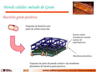 Parede celular: método de Gram

Bactéria gram-positiva
              Esquema de bactéria com
              parte da célula removida.

                                                            Parede celular
                                                            formada por camada
                                                            espessa de
                                                            peptidoglicano




                                                            Membrana plasmática


                  Esquema de parte da parede celular e da membrana
                  plasmática de bactéria gram-positiva.
 