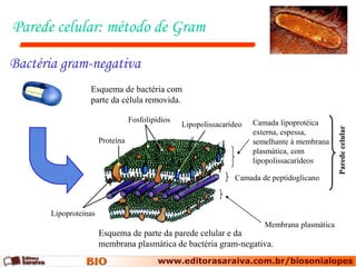Parede celular: método de Gram

Bactéria gram-negativa
                 Esquema de bactéria com
                 parte da célula removida.

                                 Fosfolipídios                        Camada lipoprotéica
                                                 Lipopolissacarídeo




                                                                                               Parede celular
                                                                      externa, espessa,
                      Proteína                                        semelhante à membrana
                                                                      plasmática, com
                                                                      lipopolissacarídeos

                                                                Camada de peptidoglicano



      Lipoproteínas
                                                                         Membrana plasmática
                      Esquema de parte da parede celular e da
                      membrana plasmática de bactéria gram-negativa.
 