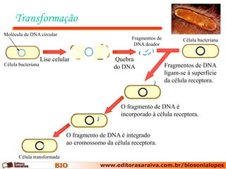 Transformação
Molécula de DNA circular
                                                      Fragmentos de          Célula bacteriana
                                                       DNA doador


                    Lise celular               Quebra
Célula bacteriana                                                     Fragmentos de DNA
                                               do DNA
                                                                      ligam-se à superfície
                                                                      da célula receptora.



                                                  O fragmento de DNA é
                                                  incorporado à célula receptora.


                              O fragmento de DNA é integrado
                              ao cromossomo da célula receptora.

       Célula transformada
 