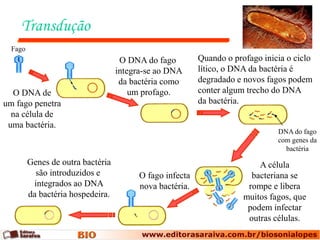 Transdução
  Fago
                                    O DNA do fago         Quando o profago inicia o ciclo
                                   integra-se ao DNA      lítico, o DNA da bactéria é
                                    da bactéria como      degradado e novos fagos podem
  O DNA de                             um profago.        conter algum trecho do DNA
um fago penetra                                           da bactéria.
  na célula de
 uma bactéria.
                                                                               DNA do fago
                                                                               com genes da
                                                                                 bactéria
         Genes de outra bactéria                                          A célula
           são introduzidos e            O fago infecta                 bacteriana se
          integrados ao DNA              nova bactéria.                rompe e libera
         da bactéria hospedeira.                                      muitos fagos, que
                                                                       podem infectar
                                                                       outras células.
 