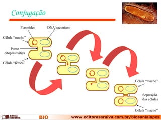 Conjugação
           Plasmídeo   DNA bacteriano

Célula “macho”


    Ponte
citoplasmática

Célula “fêmea”




                                        Célula “macho”


                                            Separação
                                            das células


                                        Célula “macho”
 