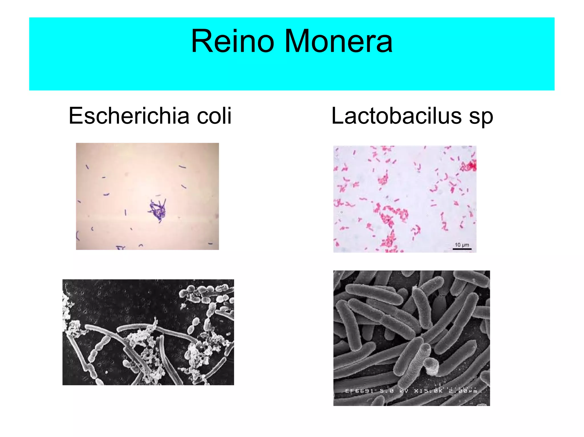 Reino Monera | ODP