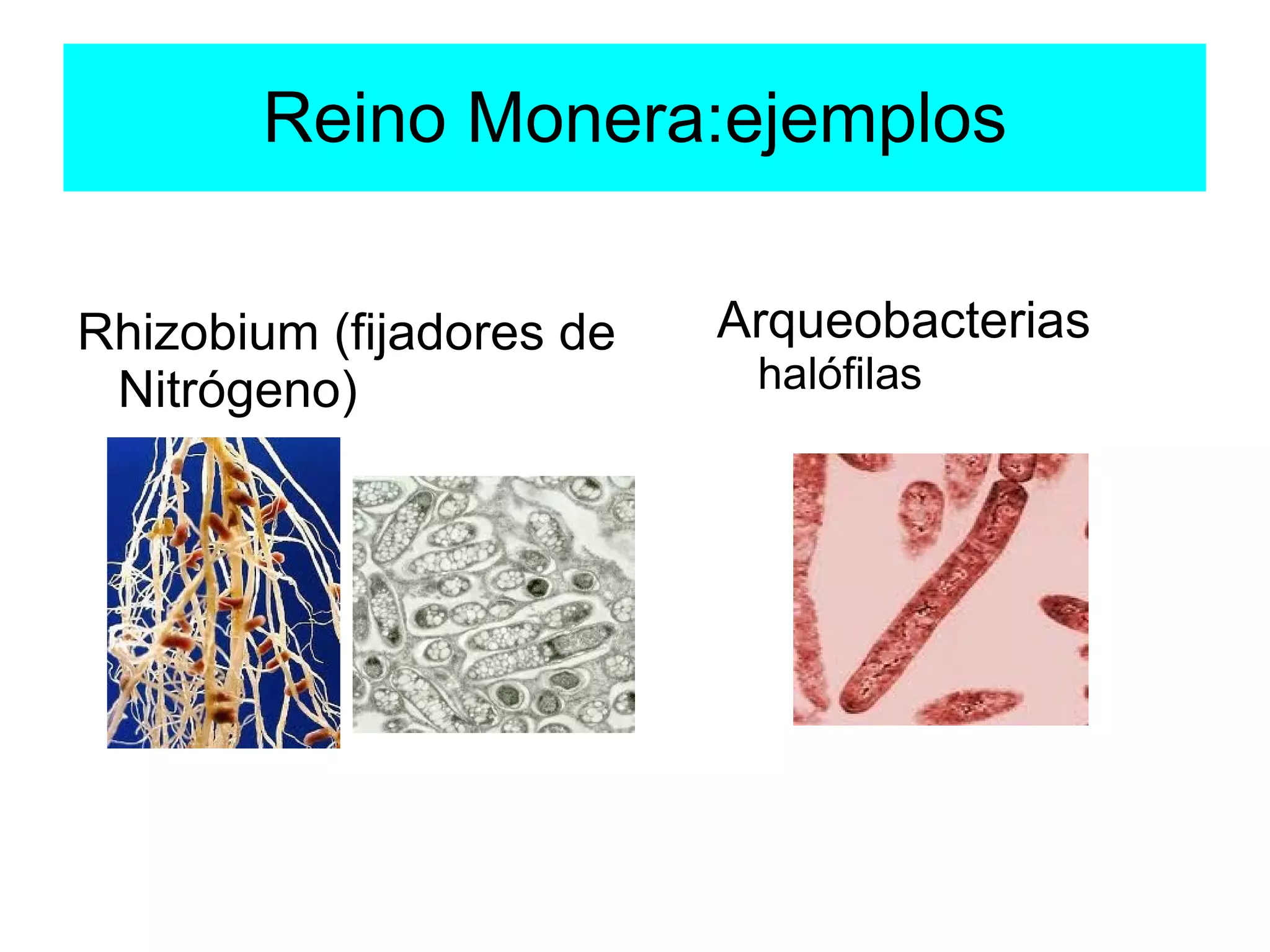 Reino Monera | ODP