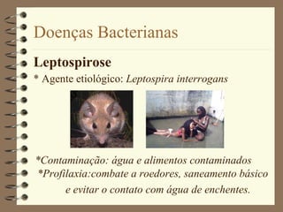 Doenças Bacterianas Leptospirose * Agente etiológico:  Leptospira interrogans *Contaminação: água e alimentos contaminados *Profilaxia:combate a roedores, saneamento básico  e evitar o contato com água de enchentes. 