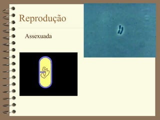 Reprodução Assexuada 