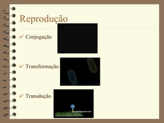 Reprodução Conjugação Transformação Transdução 