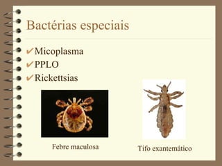 Bactérias especiais Micoplasma PPLO Rickettsias Febre maculosa Tifo exantemático 