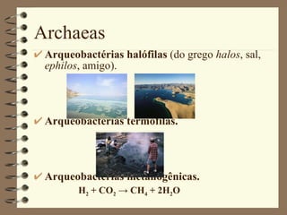 Archaeas Arqueobactérias halófilas  (do grego  halos , sal,  ephilos , amigo). Arqueobactérias termófilas. Arqueobactérias metanogênicas. H 2  + CO 2   -> CH 4  + 2H 2 O 