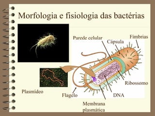 Morfologia e fisiologia das bactérias Membrana plasmática Parede celular Fímbrias Ribossomo DNA Cápsula Flagelo Plasmídeo 