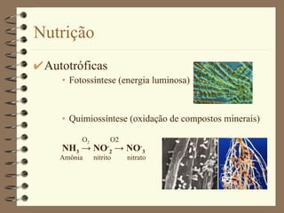 Nutrição Autotróficas  Fotossíntese (energia luminosa) Quimiossíntese (oxidação de compostos minerais) NH 3   -> NO - 2  -> NO - 3 Amônia  nitrito  nitrato O 2  O2 