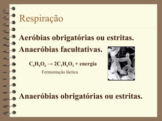Respiração Aeróbias obrigatórias ou estritas. Anaeróbias facultativas.  Anaeróbias obrigatórias ou estritas. C 6 H 6 O 6   -> 2C 3 H 6 O 3  + energia Fermentação láctica 