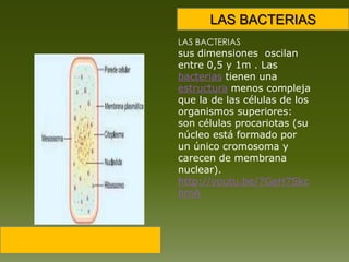 LAS BACTERIASLAS BACTERIASsus dimensiones  oscilan entre 0,5 y 1m . Las bacterias tienen una estructura menos compleja que la de las células de los organismos superiores: son células procariotas (su núcleo está formado por un único cromosoma y carecen de membrana nuclear). http://youtu.be/7GeH7SkchmA