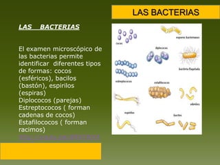 LAS BACTERIASLAS    BACTERIAS El examen microscópico de las bacterias permite identificar  diferentes tipos  de formas: cocos (esféricos), bacilos (bastón), espirilos (espiras)Diplococos (parejas)Estreptococos ( forman cadenas de cocos)Estafilococos ( forman racimos)http://youtu.be/dRNYWX4v0VE