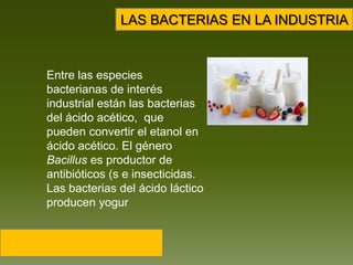 LAS BACTERIAS EN LA INDUSTRIAEntre las especies bacterianas de interés industrial están las bacterias del ácido acético,  que pueden convertir el etanol en ácido acético. El género Bacillus es productor de antibióticos (s e insecticidas.  Las bacterias del ácido láctico  producen yogur