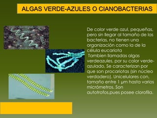 ALGAS VERDE-AZULES O CIANOBACTERIASDe color verde azul, pequeñas, pero sin llegar al tamaño de las bacterias, no tienen una organización como la de la célula eucariotaTambien llamadas algas verdeazules, por su color verde-azulado, Se caracterizan por que son procariotas (sin núcleo verdadero). Unicelulares con, tamaño entre 1 µm hasta varios micrómetros. Son autotrofos,pues posee clorofila.