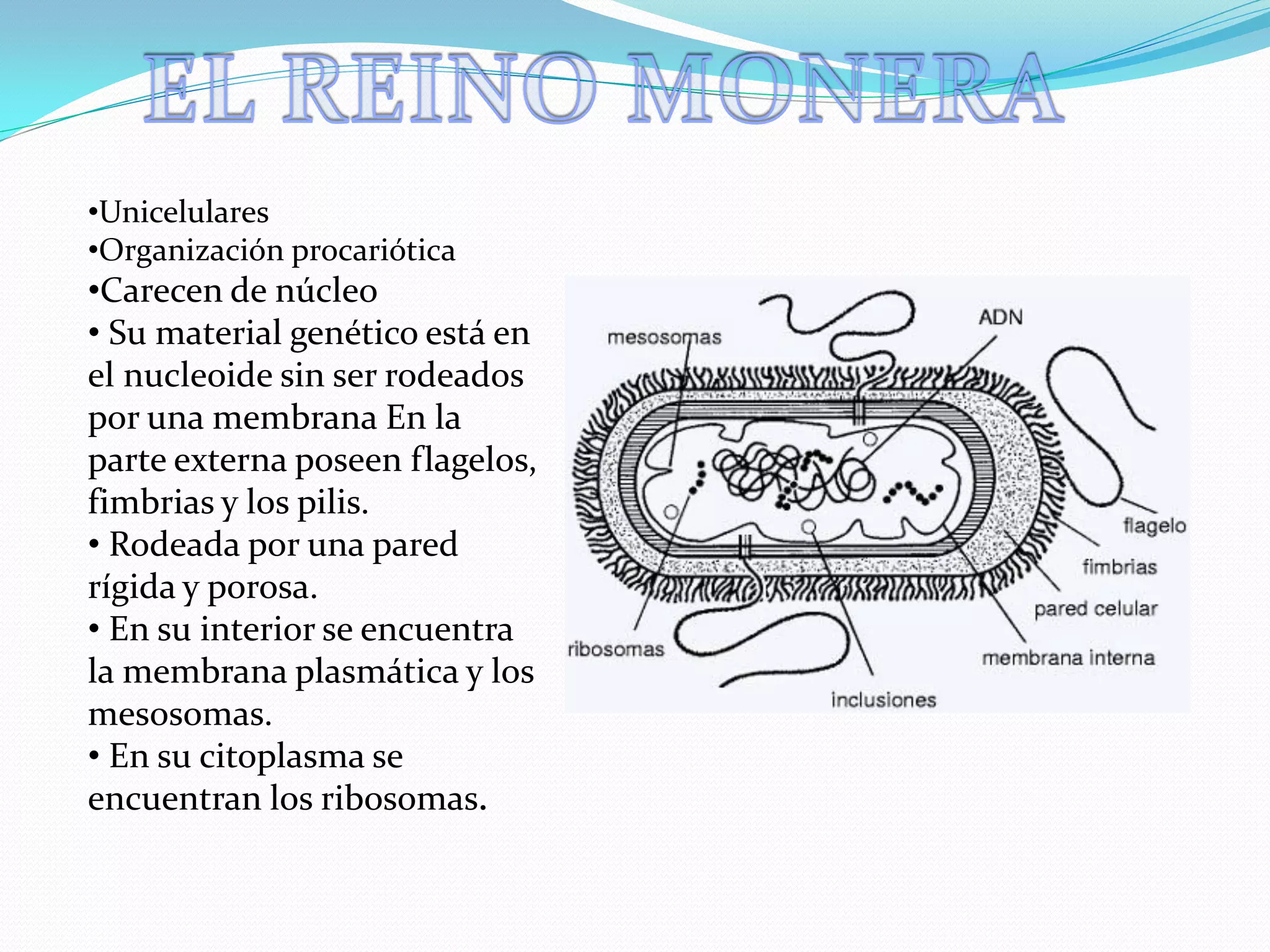 Reino monera | PDF