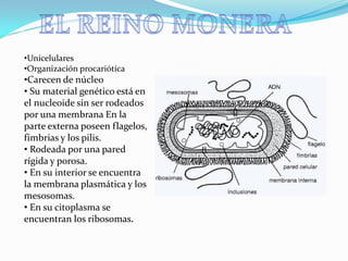 •Unicelulares
•Organización procariótica
•Carecen de núcleo
• Su material genético está en
el nucleoide sin ser rodeados
por una membrana En la
parte externa poseen flagelos,
fimbrias y los pilis.
• Rodeada por una pared
rígida y porosa.
• En su interior se encuentra
la membrana plasmática y los
mesosomas.
• En su citoplasma se
encuentran los ribosomas.
 