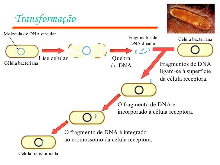 Transformação Lise celular Quebra do DNA Fragmentos de DNA ligam-se à superfÃcie da célula receptora. O fragmento de DNA ...
