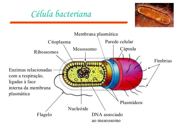 Célula bacteriana FÃmbrias Cápsula Parede celular PlasmÃdeos DNA associado ao mesossomo Nucleóide Flagelo Enzimas relacion...