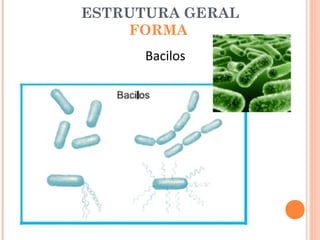 ESTRUTURA GERAL
    FORMA
      Bacilos
 
