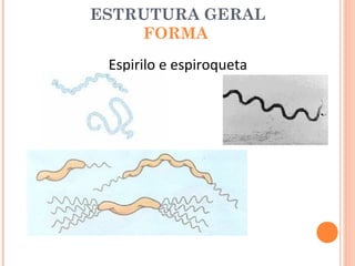 ESTRUTURA GERAL
    FORMA
 Espirilo e espiroqueta
 