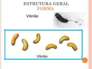 ESTRUTURA GERAL
    FORMA
Vibrião
 