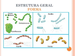 ESTRUTURA GERAL
     FORMA
 