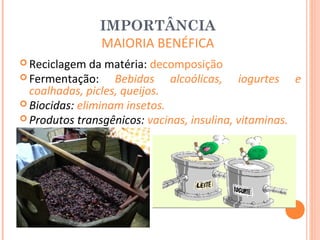 IMPORTÂNCIA
               MAIORIA BENÉFICA
 Reciclagem   da matéria: decomposição
 Fermentação:     Bebidas alcoólicas, iogurtes e
  coalhadas, picles, queijos.
 Biocidas: eliminam insetos.
 Produtos transgênicos: vacinas, insulina, vitaminas.
 