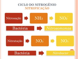 CICLO DO NITROGÊNIO
    NITRIFICAÇÃO
 