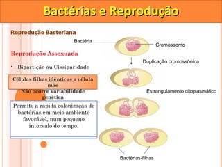 Bactérias e Reprodução
                         Bactéria
                                                       Cromossomo
Reprodução Assexuada
                                              Duplicação cromossônica
• Bipartição ou Cissiparidade

Células filhas idênticas a célula
              mãe
   Não ocorre variabilidade                     Estrangulamento citoplasmático
            genética
Permitegrande mitose refere-se
Não!!!aOhárápidavantagem dade
Qual aa troca de material
  Qual grande colonização
Podemos termo desvantagem da
   Não afirmar que bipartição
 bactérias,em meio ambiente
 é genético, portanto não do
    a cariogamia (divisão há
           Bipartição?
   a mesma coisa que mitose?
    favorável, num pequeno
núcleo), como bactérias não tem
 variabilidade. Se o ambiente
   núcleo pode de tempo. todas
       intervalo erradicar
modificar,não sofrem mitose.
  as bactérias de uma só vez.



                                    Bactérias-filhas
 
