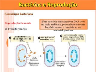 Bactérias e Reprodução

                     Uma bactéria pode absorver DNA livre
Reprodução Sexuada
                     no meio ambiente, proveniente de outra
                        bactéria morta, e inseri-lo ao seu
a) Transformação
                               material genético.
 