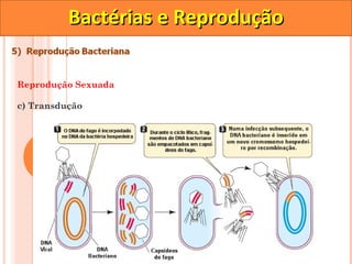 Bactérias e Reprodução

Reprodução Sexuada

c) Transdução
 