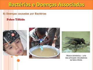 Bactérias e Doenças Associadas
6) Doenças causadas por Bactérias

  Febre Tifóide




                                     Mosca doméstica – uma
                                    das principais veiculadoras
                                         da febre tifóide.
 