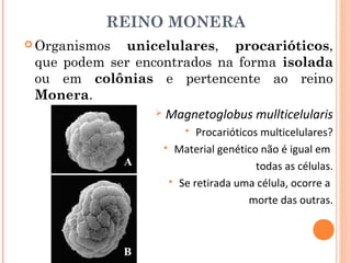 REINO MONERA
 Organismos unicelulares, procarióticos,
 que podem ser encontrados na forma isolada
 ou em colônias e pertencente ao reino
 Monera.
                   Magnetoglobus mullticelularis
                           Procarióticos multicelulares?
                      Material genético não é igual em

                                         todas as células.
                       Se retirada uma célula, ocorre a

                                       morte das outras.
 