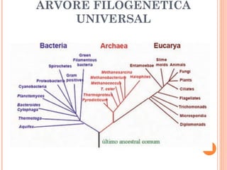 ÁRVORE FILOGENÉTICA
    UNIVERSAL
 