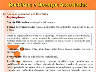 Bactérias e Doenças Associadas
6) Doenças causadas por Bactérias
  Leptospirose
  Agente Etiológico: Leptospira interrogans

  Forma de transmissão: Água e alimentos contaminados pela urina de ratos
  e cães.

  O rato de esgoto (Rattus novergicus) é o principal responsável pela infecção humana,
  em razão de existir em  grande número e da proximidade com seres humanos. A
  bactéria  multiplica-se nos rins desses animais sem causar danos, e é eliminada pela
  urina, às vezes por toda a vida do animal.

  Sintomas: Calafrios, febre alta, dores articulares, lesões renais, icterícia e
  anemia.

  Tratamento: Uso de antibióticos (penicilina).
  Profilaxia: Educação sanitária, adotar medidas que minimizem a
  proliferação de ratos, realizar vistoria de bueiros e redes de esgoto para
  evitar possíveis entupimentos que promovam inundações, quando entrar em
  contato com regiões inundadas ou com lama, usar luvas e botas de borracha.
 