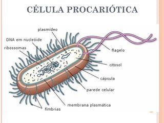 CÉLULA PROCARIÓTICA
 