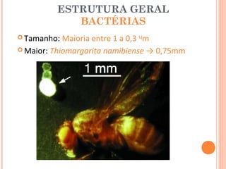 ESTRUTURA GERAL
             BACTÉRIAS
 Tamanho:  Maioria entre 1 a 0,3 ᶣm
 Maior: Thiomargarita namibiense → 0,75mm
 