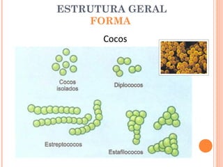 ESTRUTURA GERAL
    FORMA
      Cocos
 
