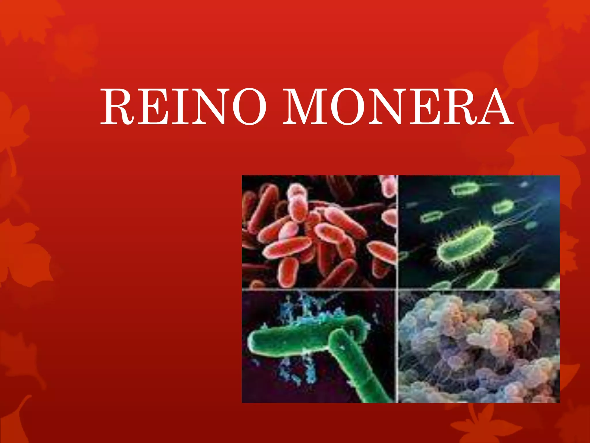 Reino Monera | PPTX